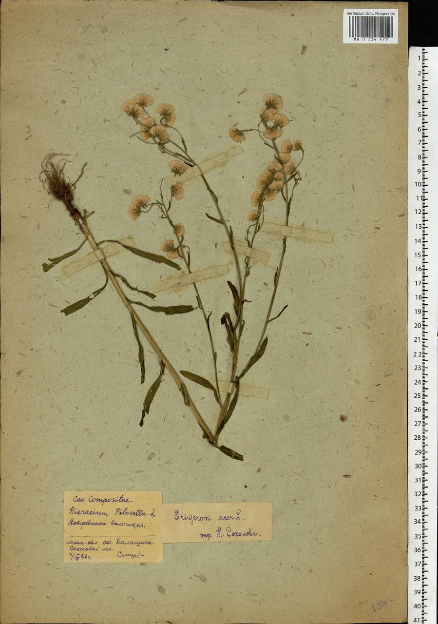 Erigeron acris L., Eastern Europe, Moscow region (E4a) (Russia)