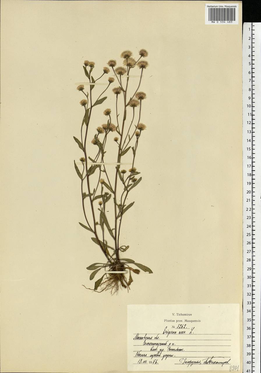 Erigeron acris L., Eastern Europe, Moscow region (E4a) (Russia)