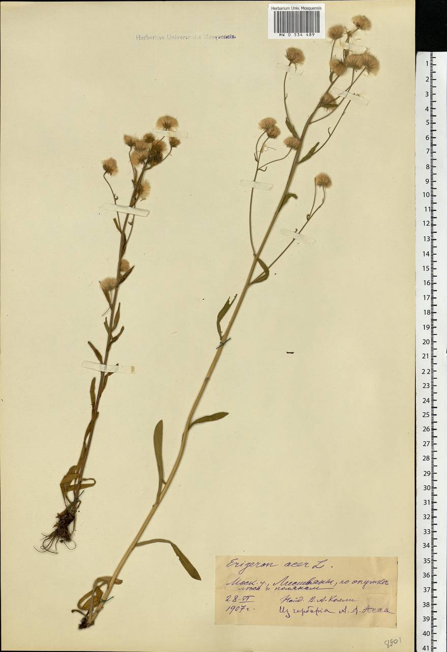 Erigeron acris L., Eastern Europe, Moscow region (E4a) (Russia)