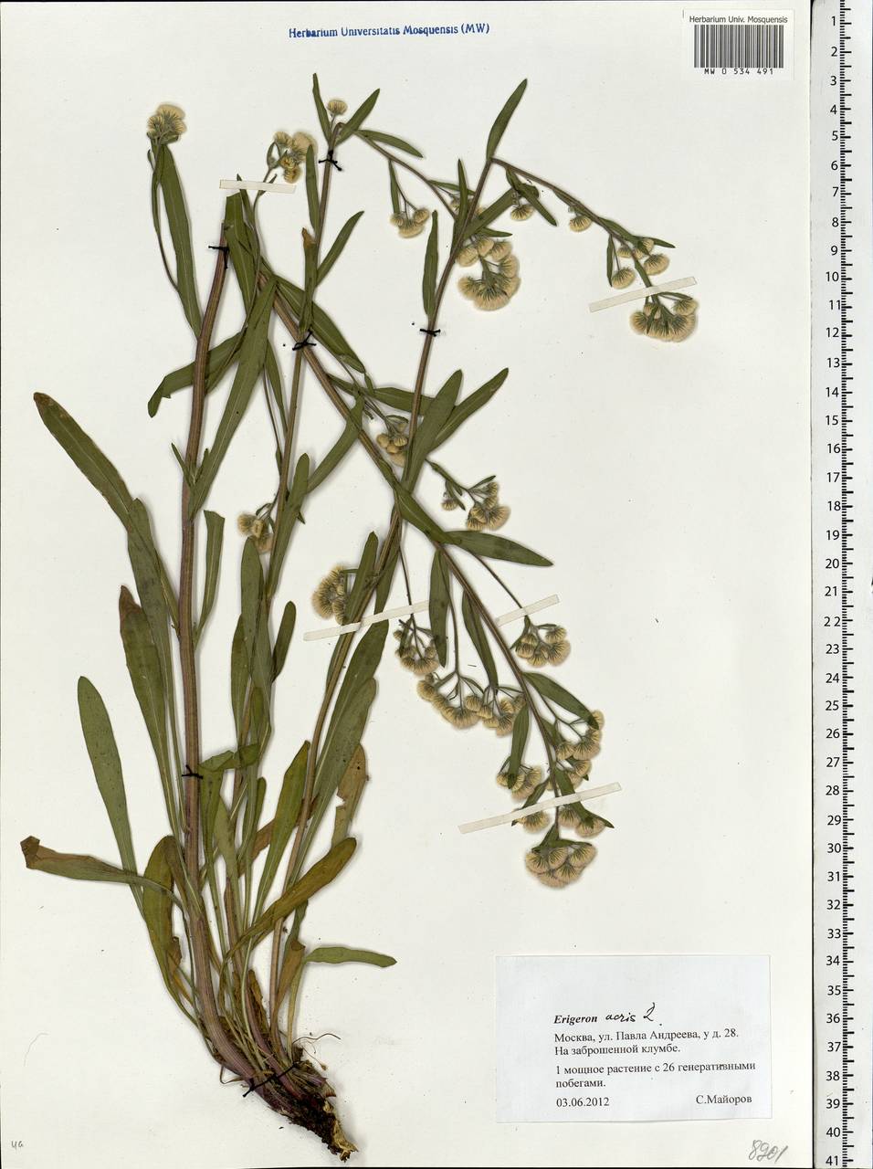 Erigeron acris L., Eastern Europe, Moscow region (E4a) (Russia)
