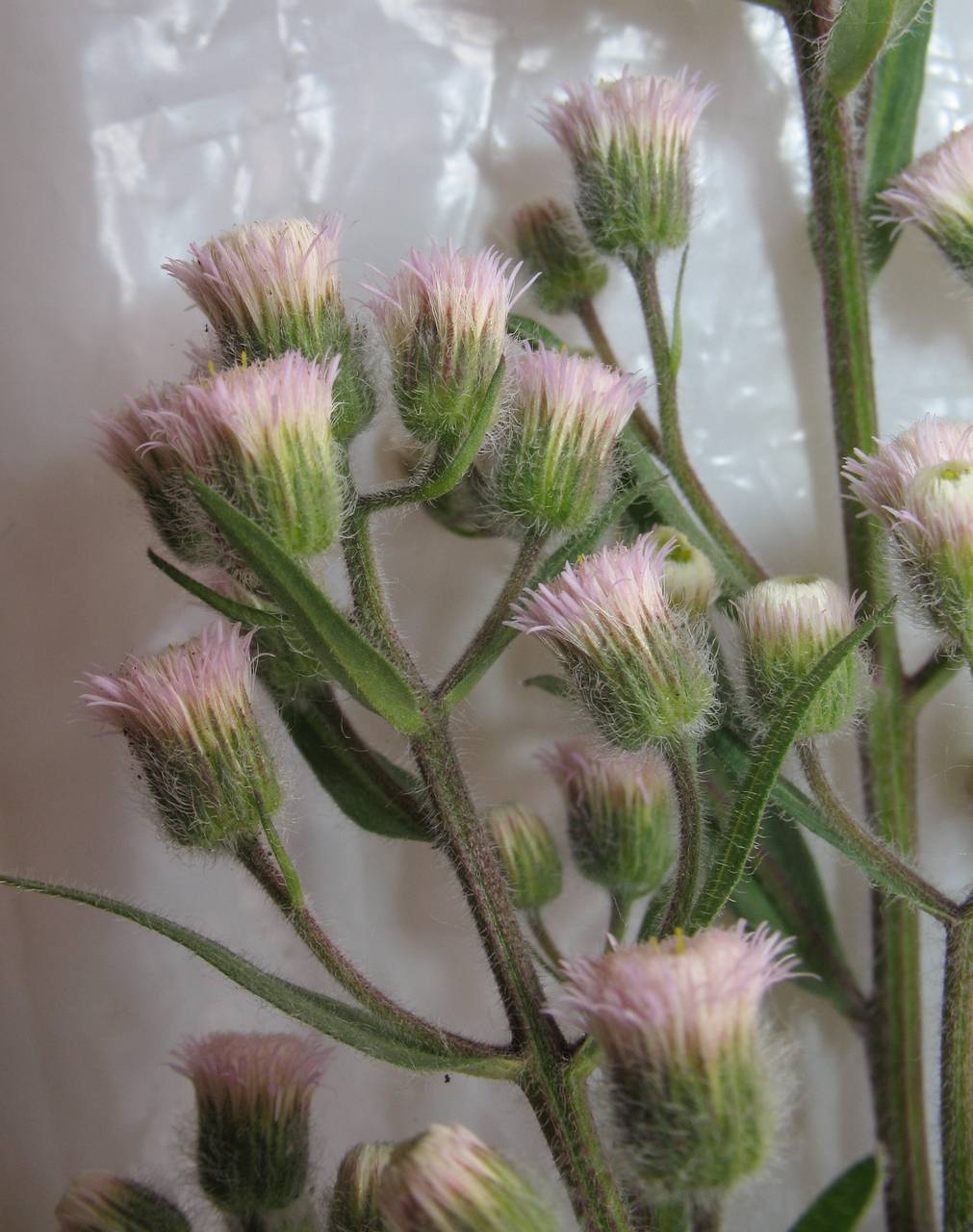 Erigeron acris L., Eastern Europe, Moscow region (E4a) (Russia)