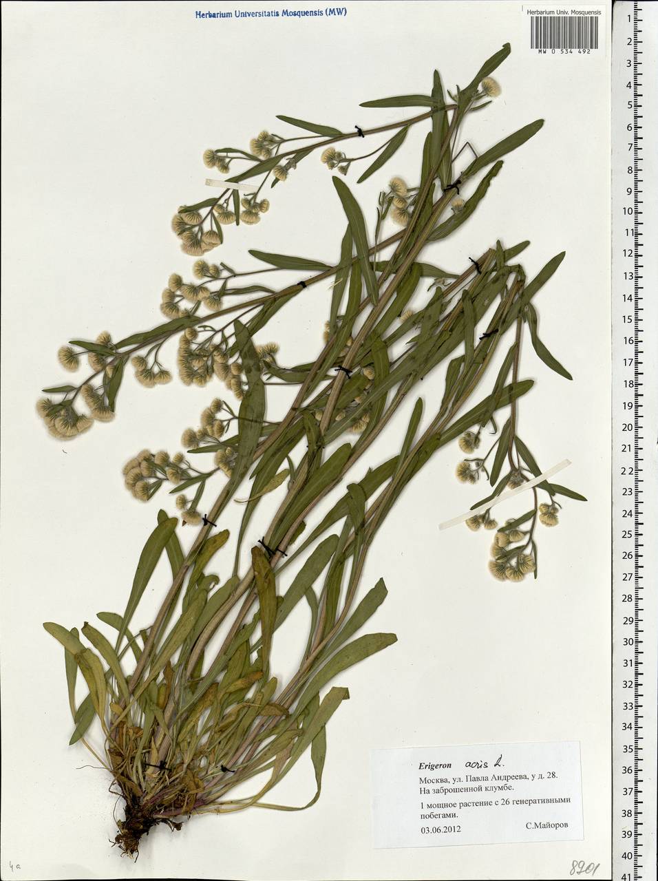 Erigeron acris L., Eastern Europe, Moscow region (E4a) (Russia)