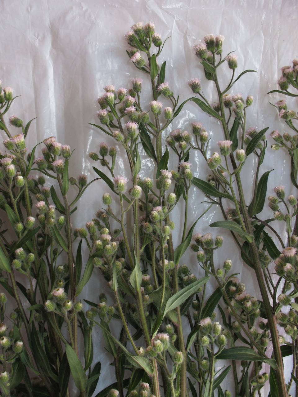 Erigeron acris L., Eastern Europe, Moscow region (E4a) (Russia)