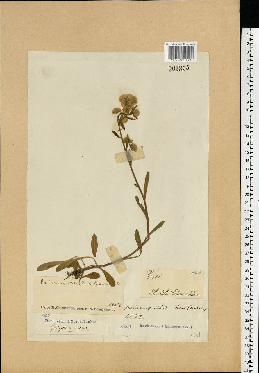 Erigeron acris L., Eastern Europe, Moscow region (E4a) (Russia)