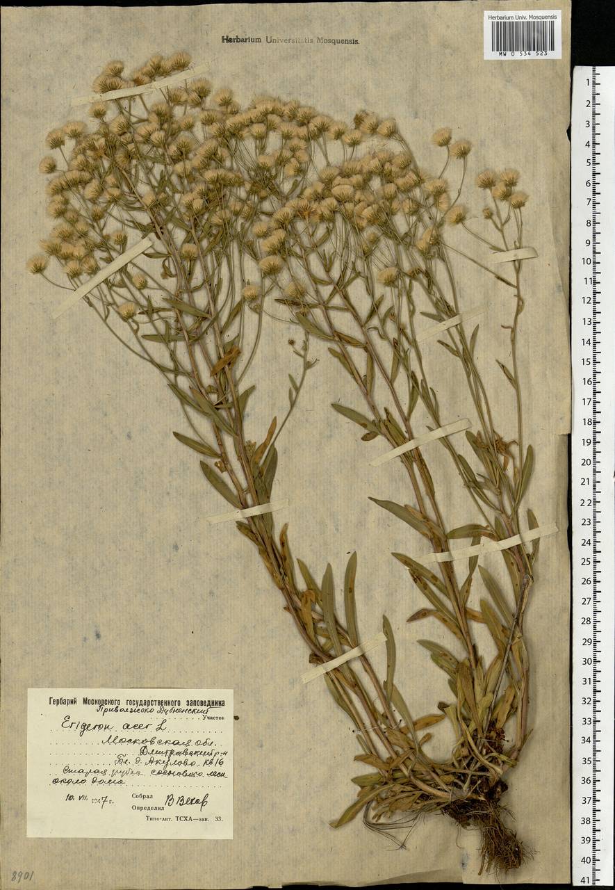 Erigeron acris L., Eastern Europe, Moscow region (E4a) (Russia)