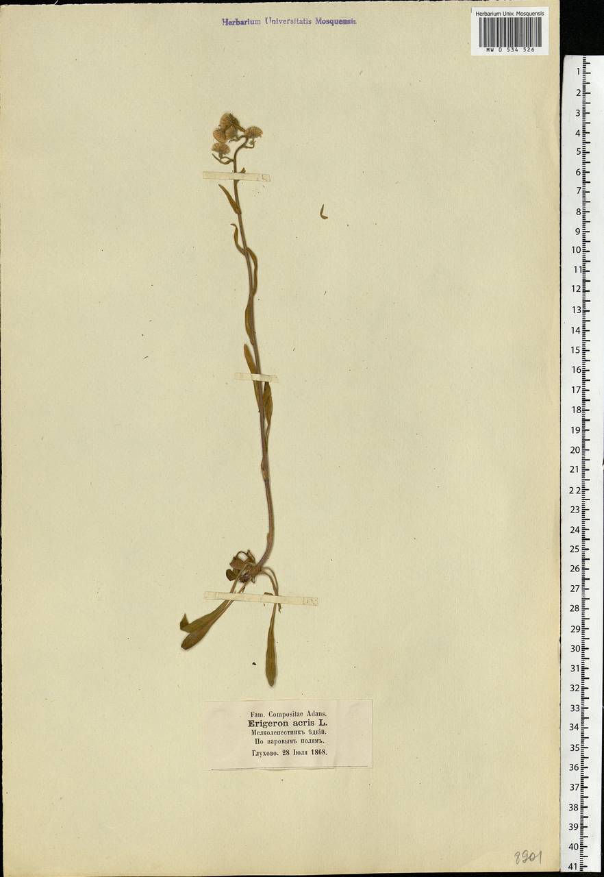 Erigeron acris L., Eastern Europe, Moscow region (E4a) (Russia)