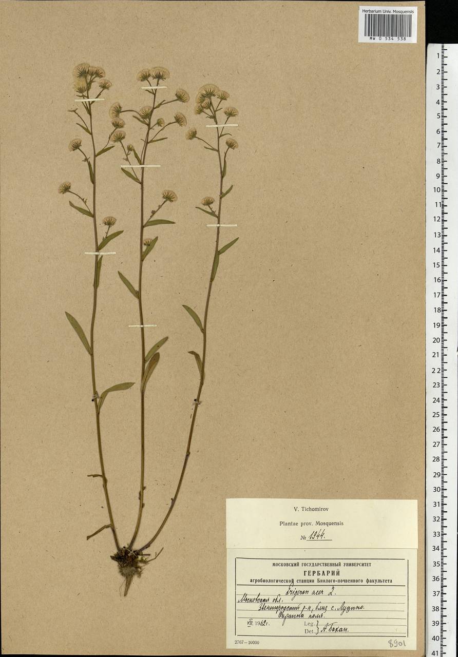 Erigeron acris L., Eastern Europe, Moscow region (E4a) (Russia)