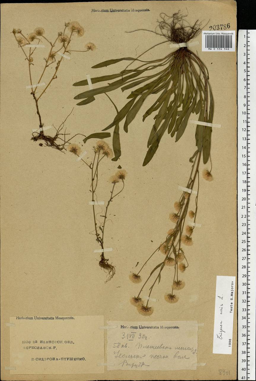 Erigeron acris L., Eastern Europe, Central forest region (E5) (Russia)