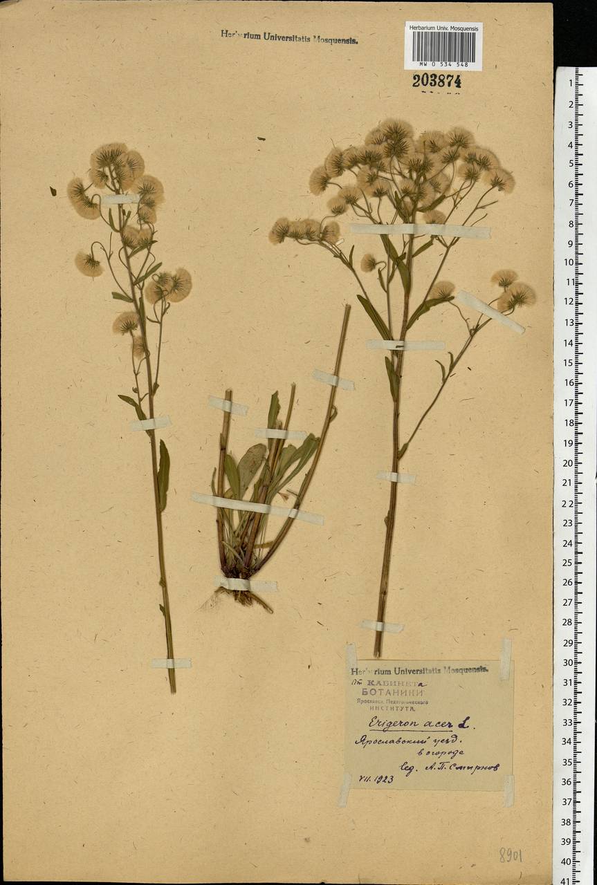 Erigeron acris L., Eastern Europe, Central forest region (E5) (Russia)