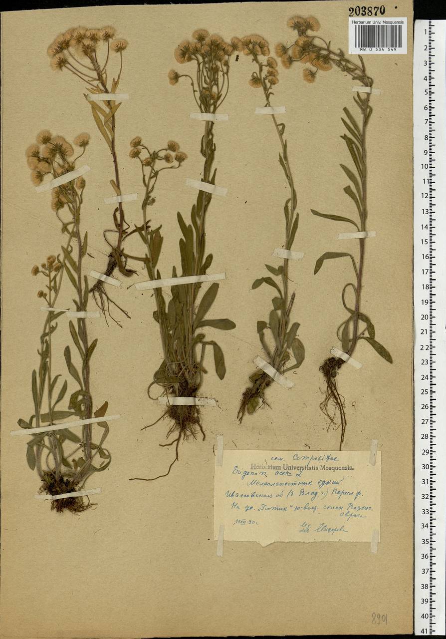 Erigeron acris L., Eastern Europe, Central forest region (E5) (Russia)