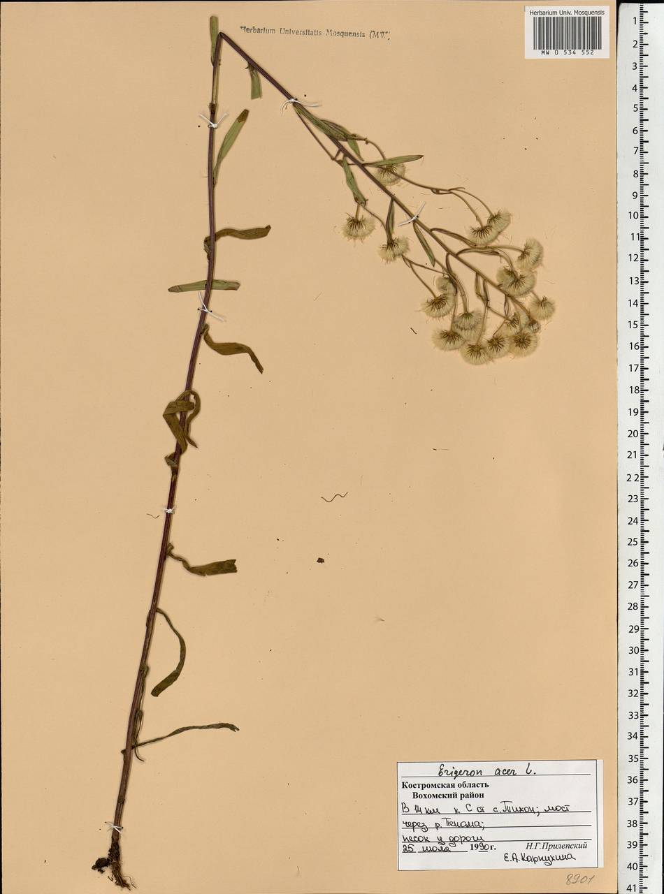 Erigeron acris L., Eastern Europe, Central forest region (E5) (Russia)