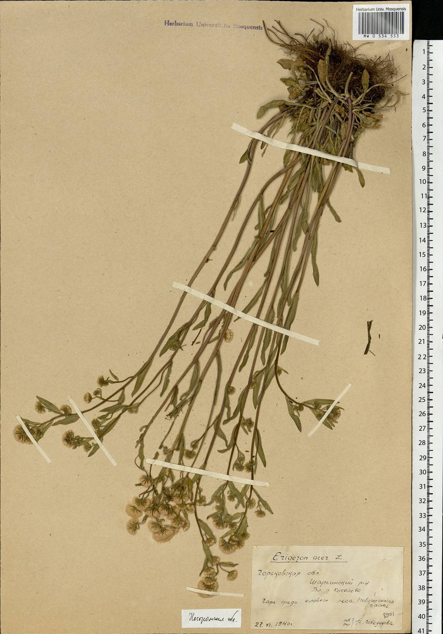 Erigeron acris L., Eastern Europe, Central forest region (E5) (Russia)