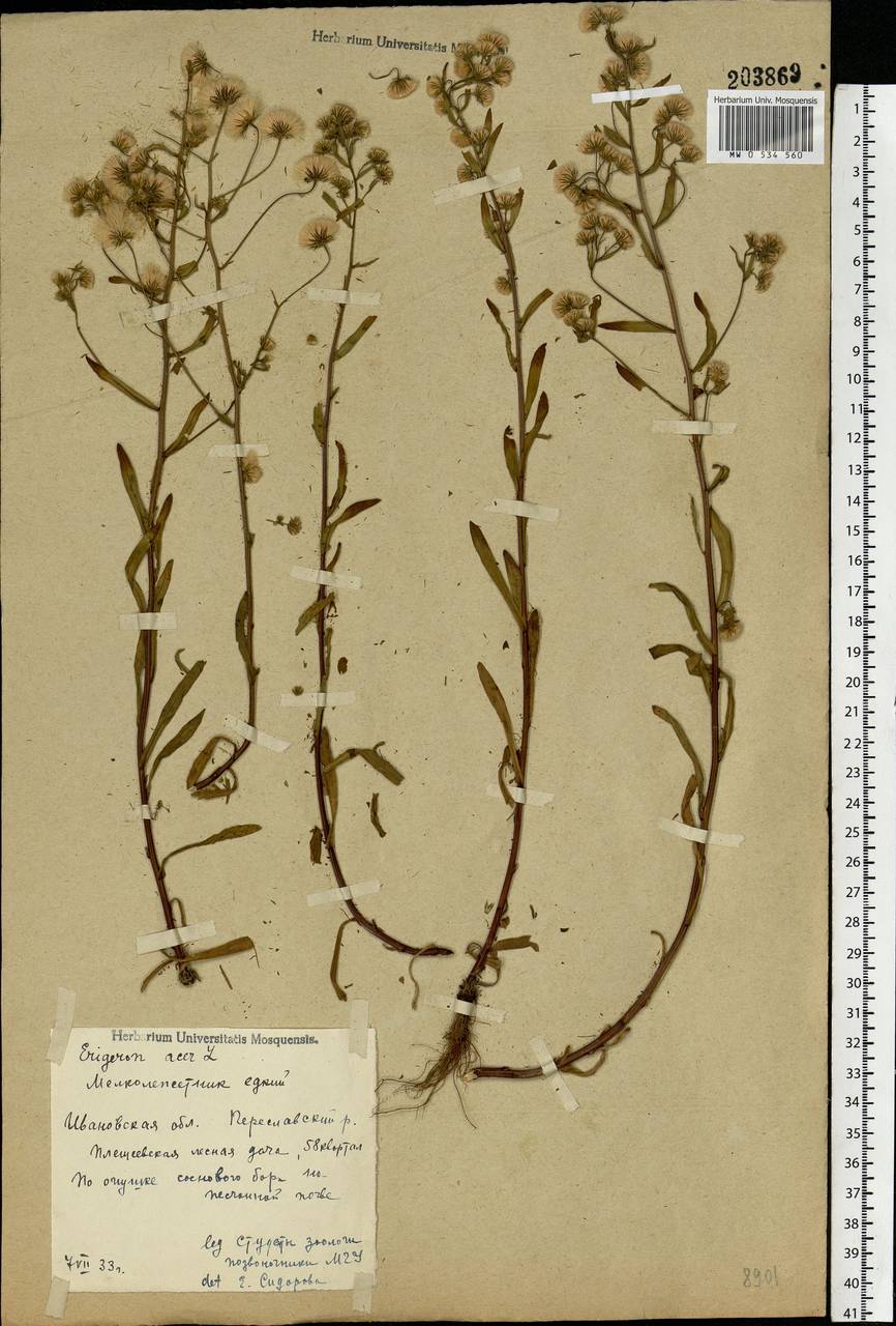 Erigeron acris L., Eastern Europe, Central forest region (E5) (Russia)