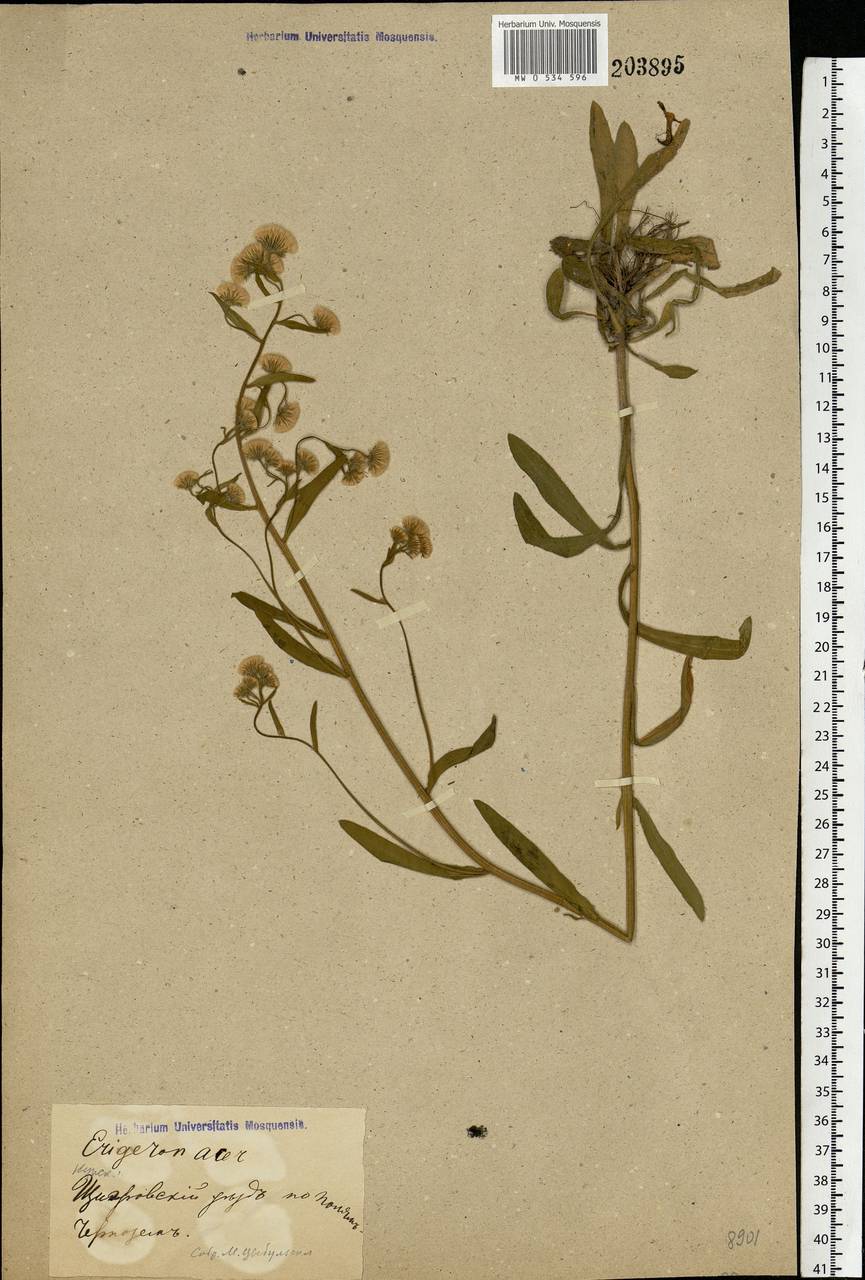 Erigeron acris L., Eastern Europe, Central forest-and-steppe region (E6) (Russia)