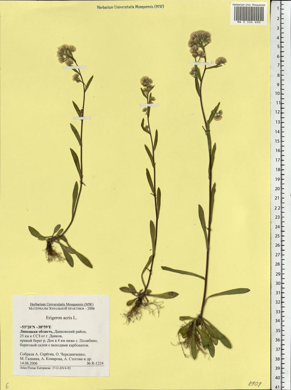 Erigeron acris L., Eastern Europe, Central forest-and-steppe region (E6) (Russia)