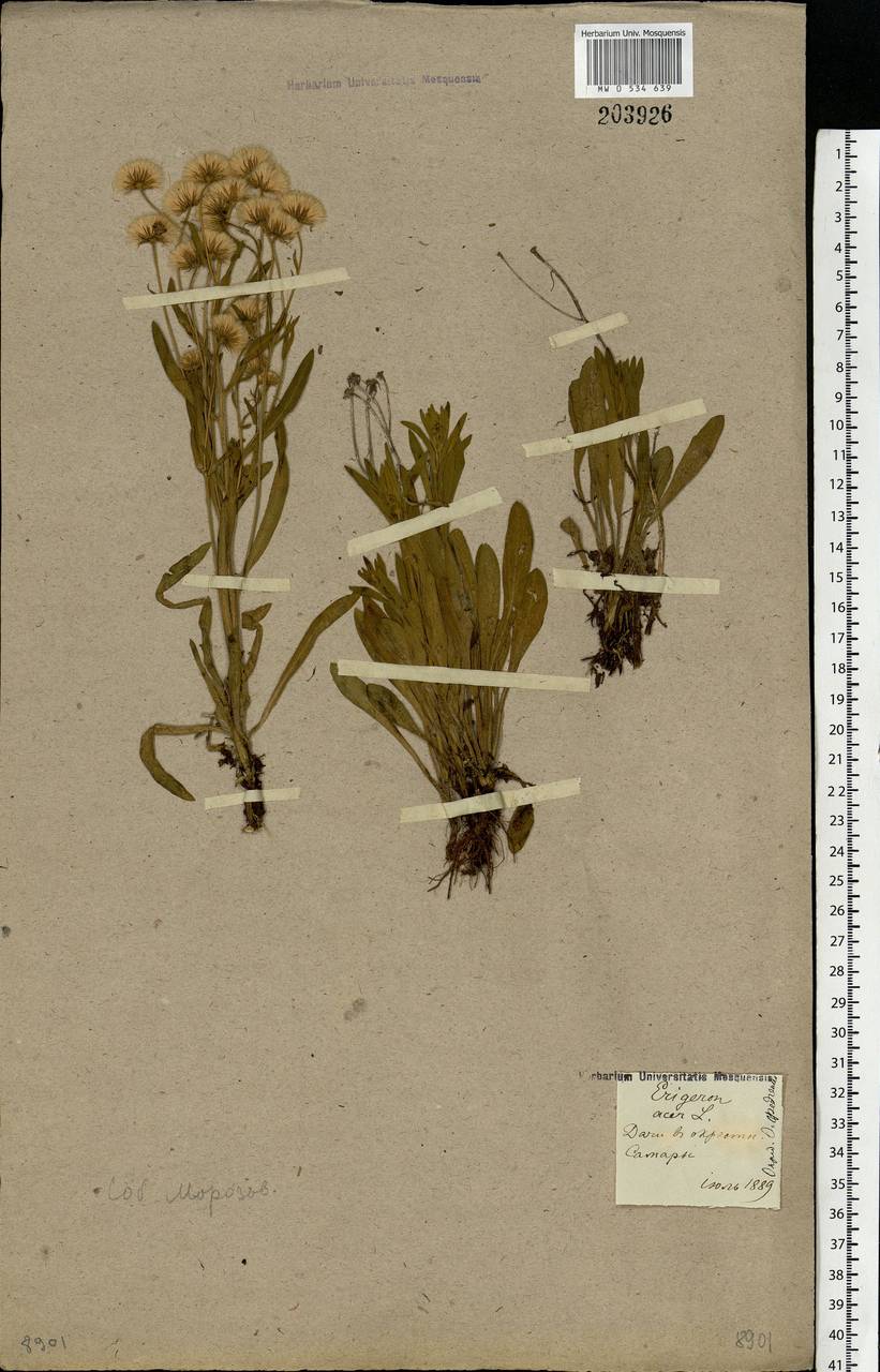 Erigeron acris L., Eastern Europe, Middle Volga region (E8) (Russia)