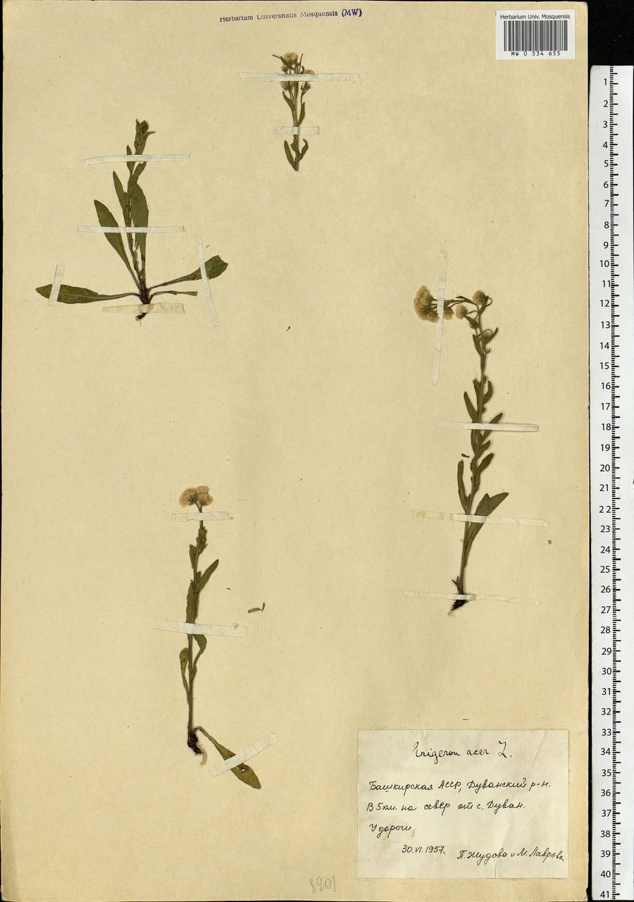 Erigeron acris L., Eastern Europe, Eastern region (E10) (Russia)