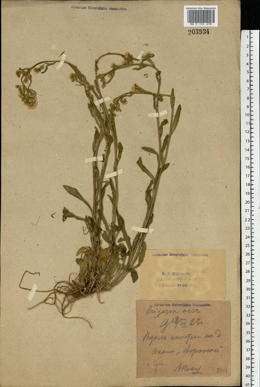 Erigeron acris L., Eastern Europe, Eastern region (E10) (Russia)