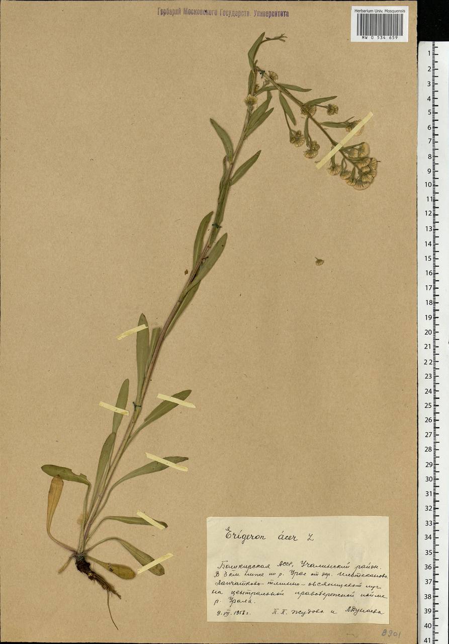 Erigeron acris L., Eastern Europe, Eastern region (E10) (Russia)