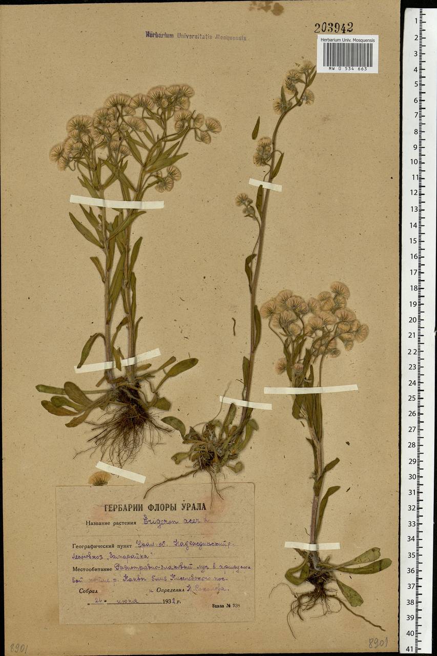 Erigeron acris L., Eastern Europe, Eastern region (E10) (Russia)