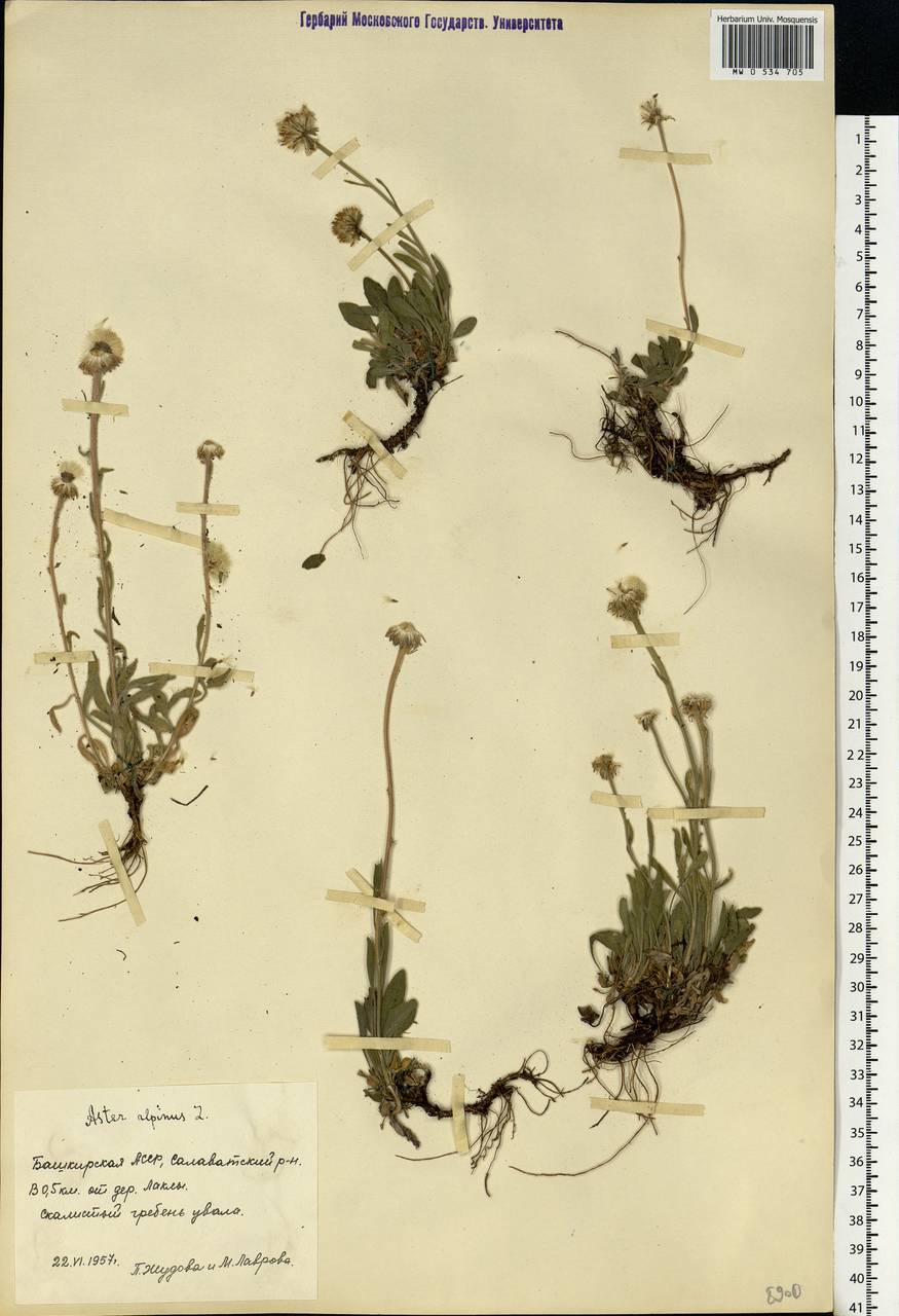 Aster alpinus L., Eastern Europe, Eastern region (E10) (Russia)