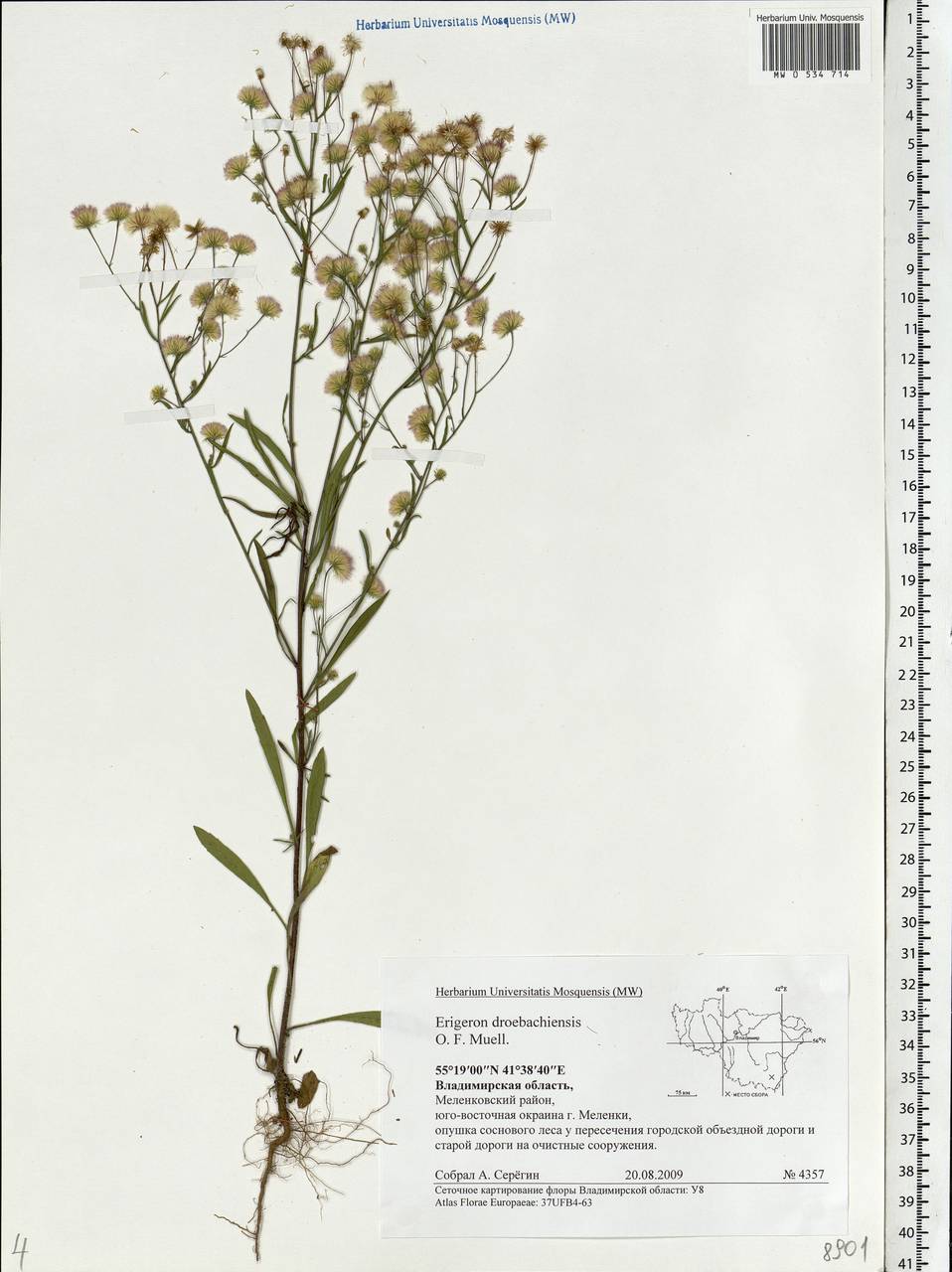 Erigeron droebachiensis O. F. Müll., Eastern Europe, Central region (E4) (Russia)