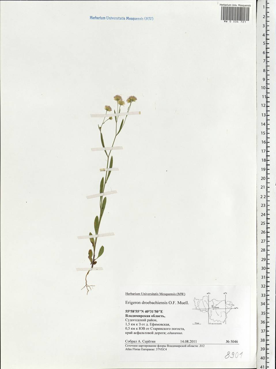 Erigeron droebachiensis O. F. Müll., Eastern Europe, Central region (E4) (Russia)