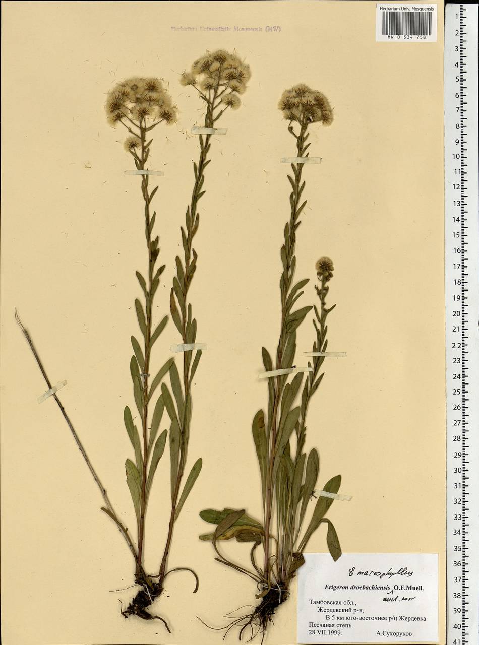 Erigeron macrophyllus Herbich, Eastern Europe, Central forest-and-steppe region (E6) (Russia)