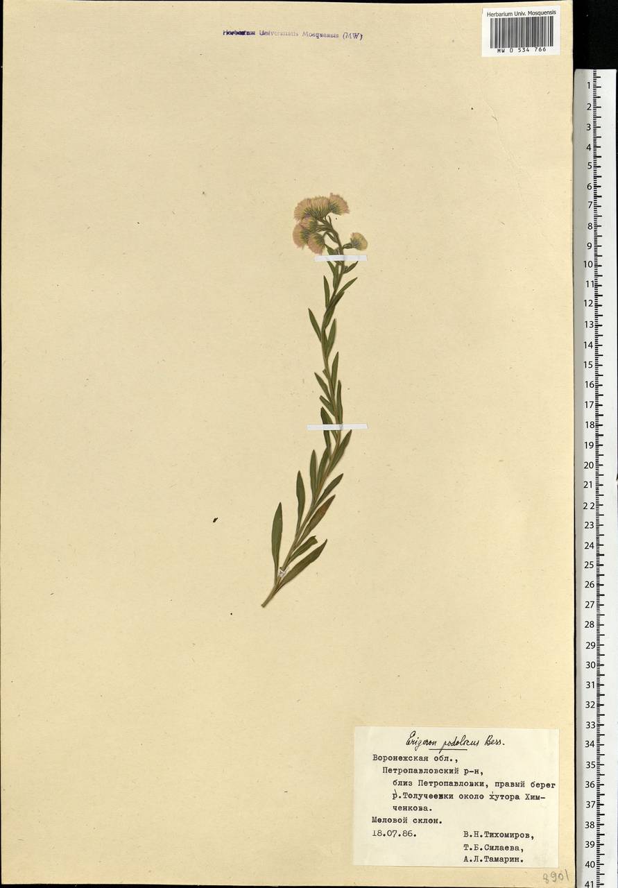 Erigeron podolicus Besser, Eastern Europe, Central forest-and-steppe region (E6) (Russia)