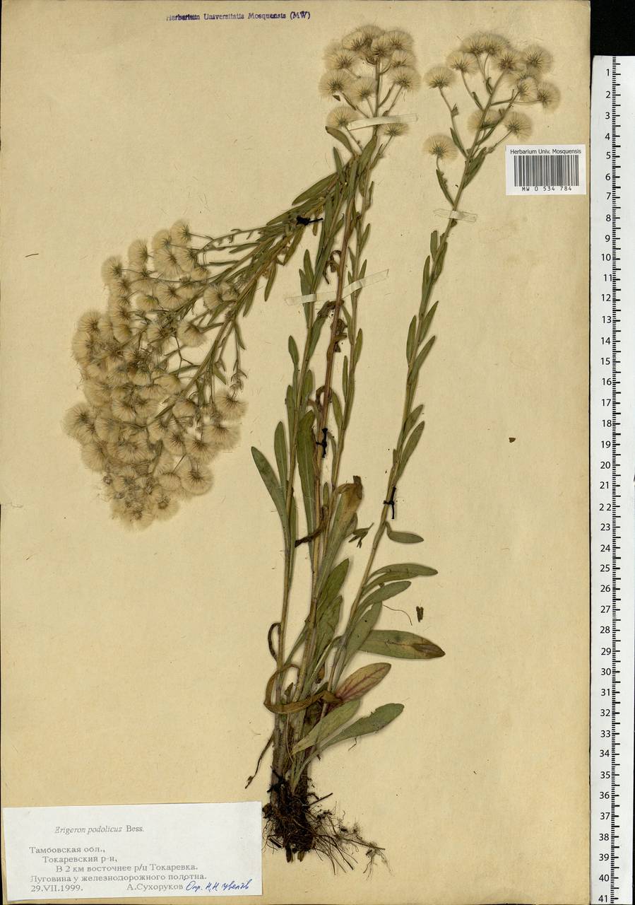 Erigeron podolicus Besser, Eastern Europe, Central forest-and-steppe region (E6) (Russia)