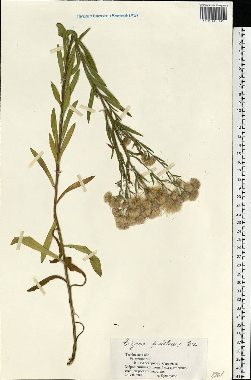 Erigeron podolicus Besser, Eastern Europe, Central forest-and-steppe region (E6) (Russia)