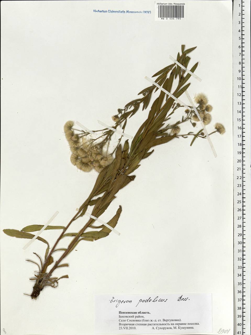 Erigeron podolicus Besser, Eastern Europe, Middle Volga region (E8) (Russia)
