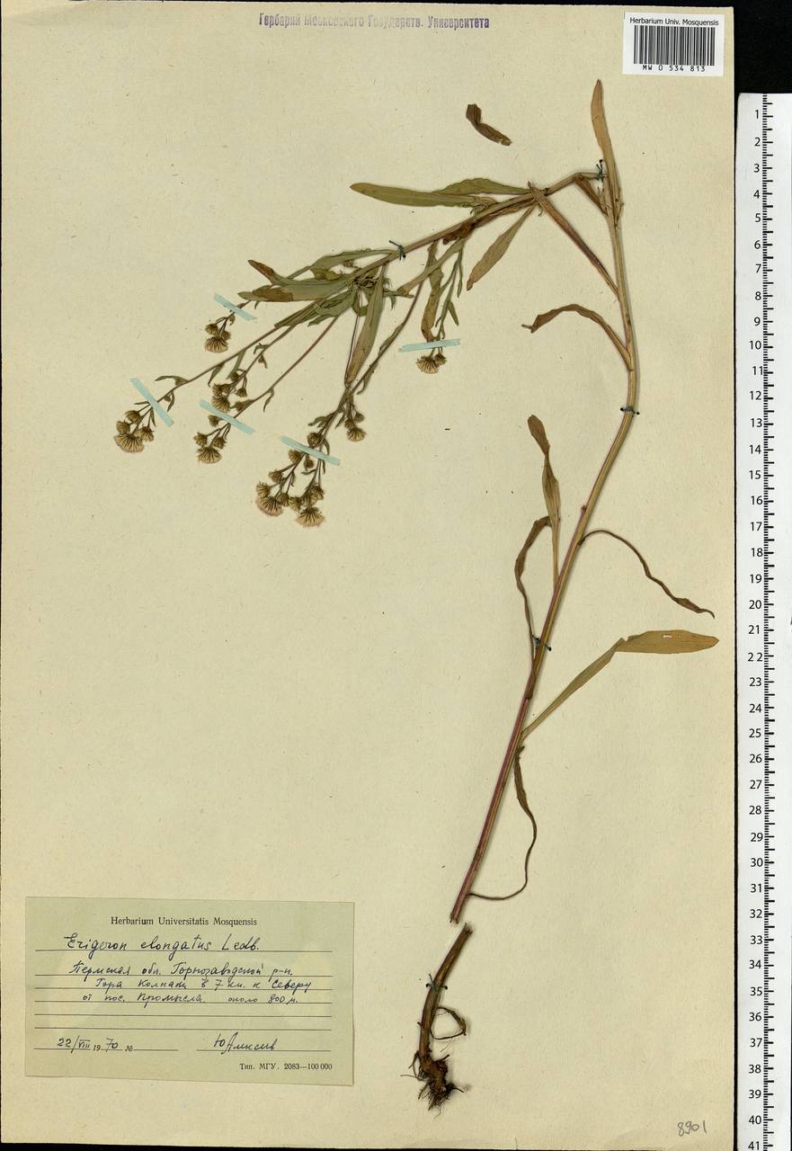 Erigeron politus Fr., Eastern Europe, Eastern region (E10) (Russia)