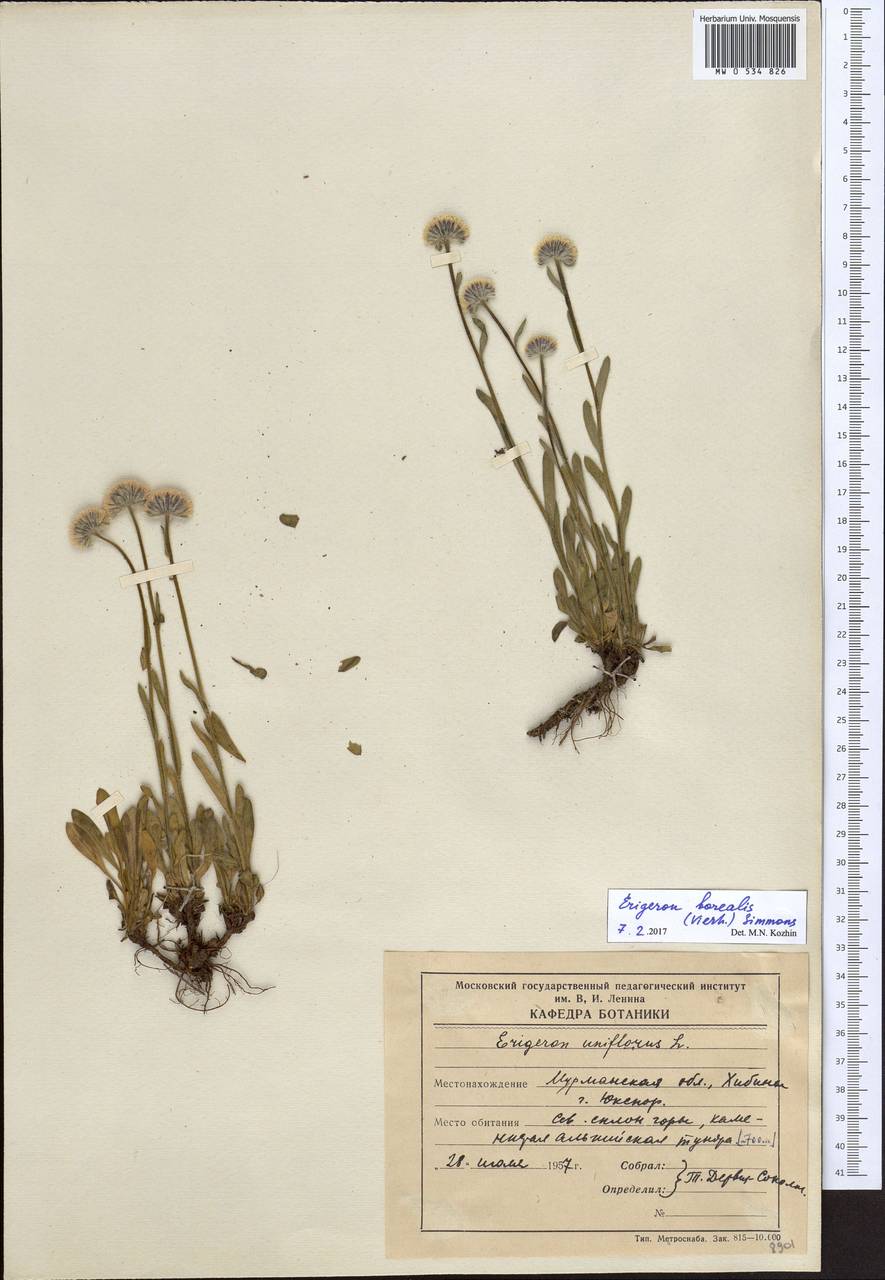 Erigeron borealis (Vierh.) Simmons, Eastern Europe, Northern region (E1) (Russia)
