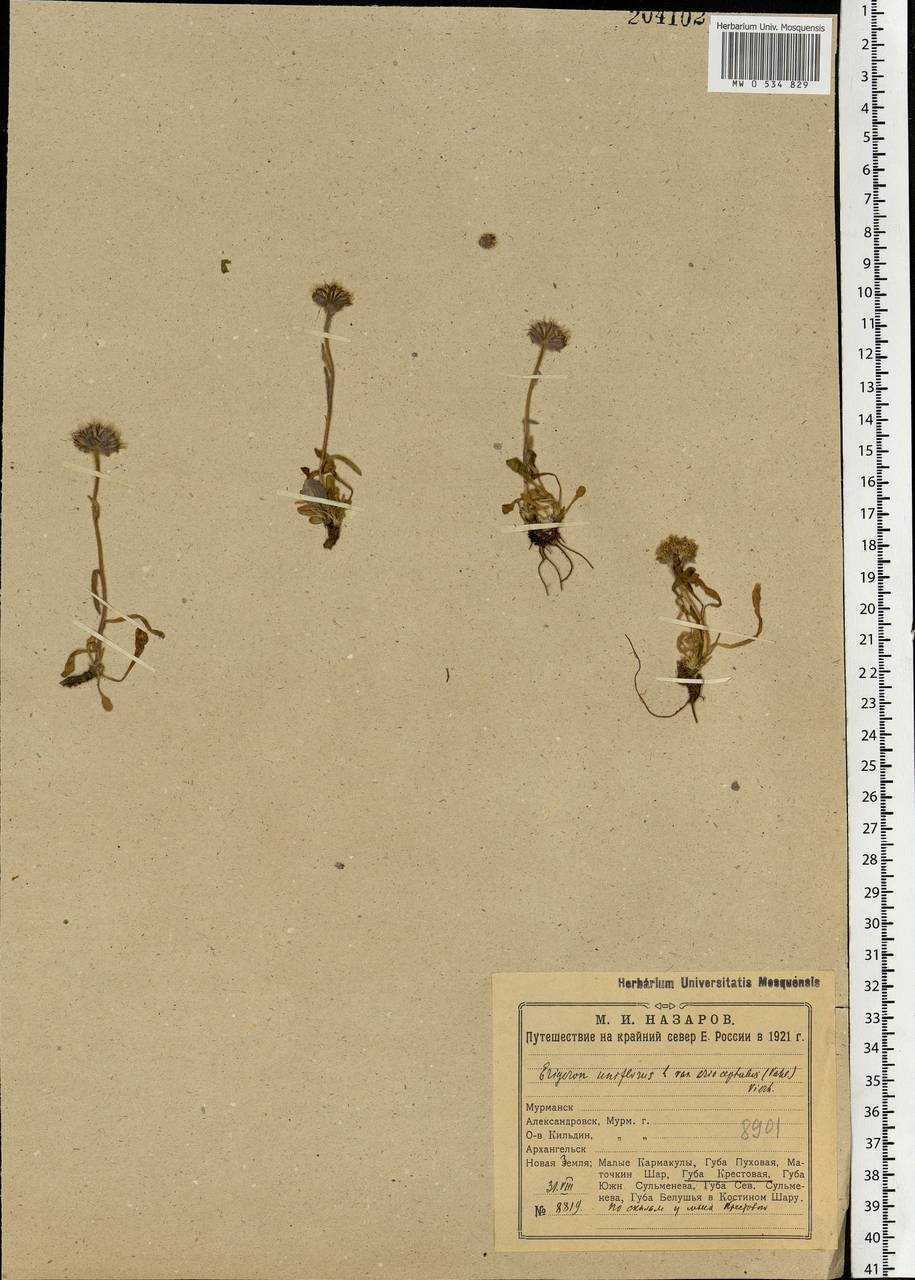 Erigeron uniflorus L., Eastern Europe, Northern region (E1) (Russia)