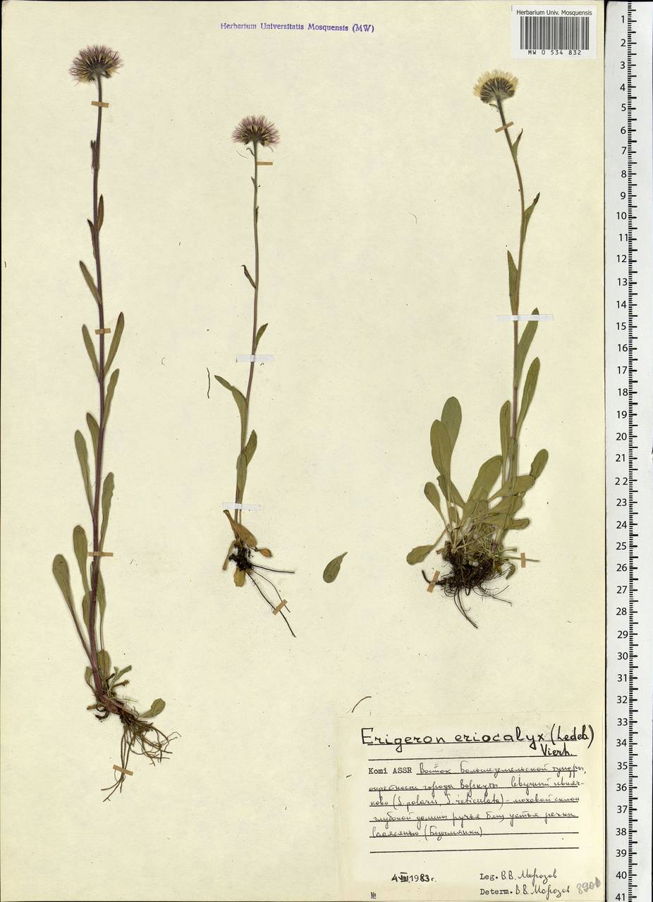 Erigeron uniflorus L., Eastern Europe, Northern region (E1) (Russia)