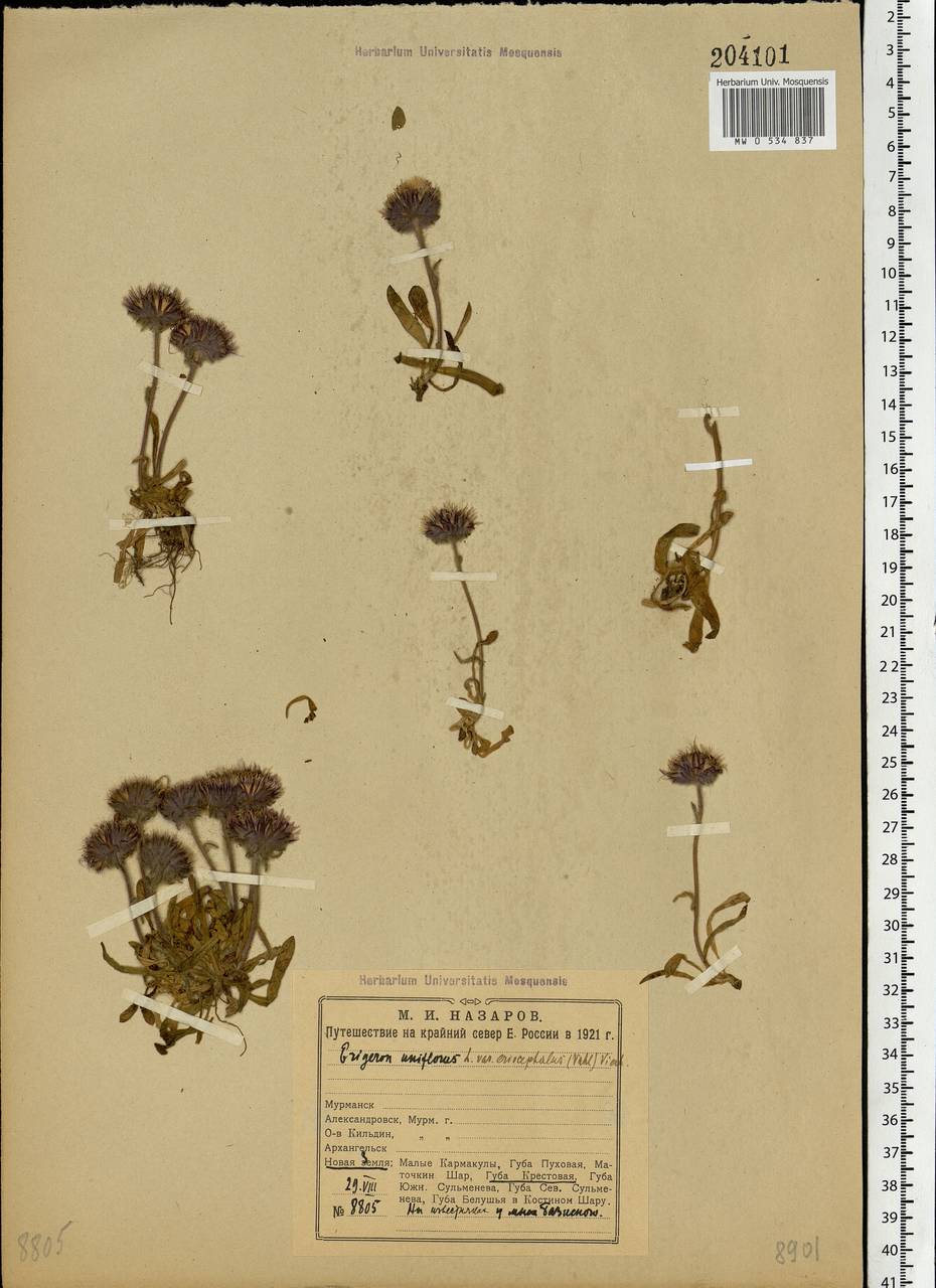 Erigeron uniflorus L., Eastern Europe, Northern region (E1) (Russia)