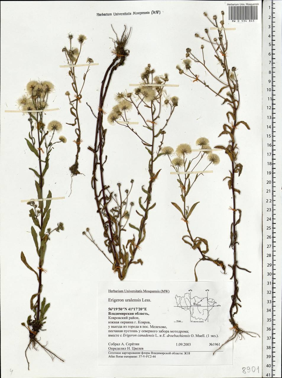 Erigeron brachycephalus H. Lindb., Eastern Europe, Central region (E4) (Russia)