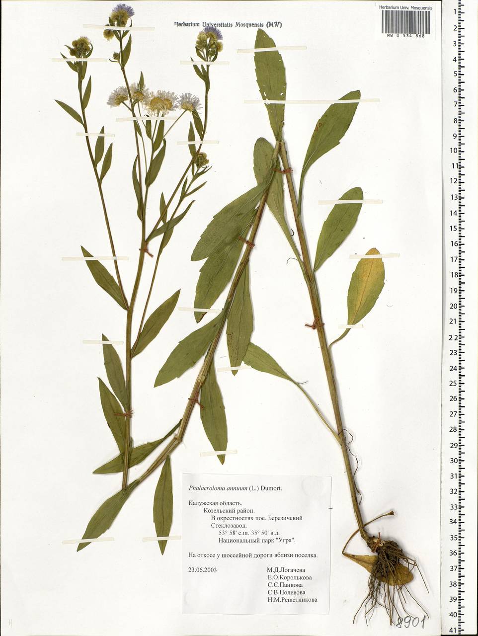 Erigeron annuus (L.) Pers., Eastern Europe, Central region (E4) (Russia)