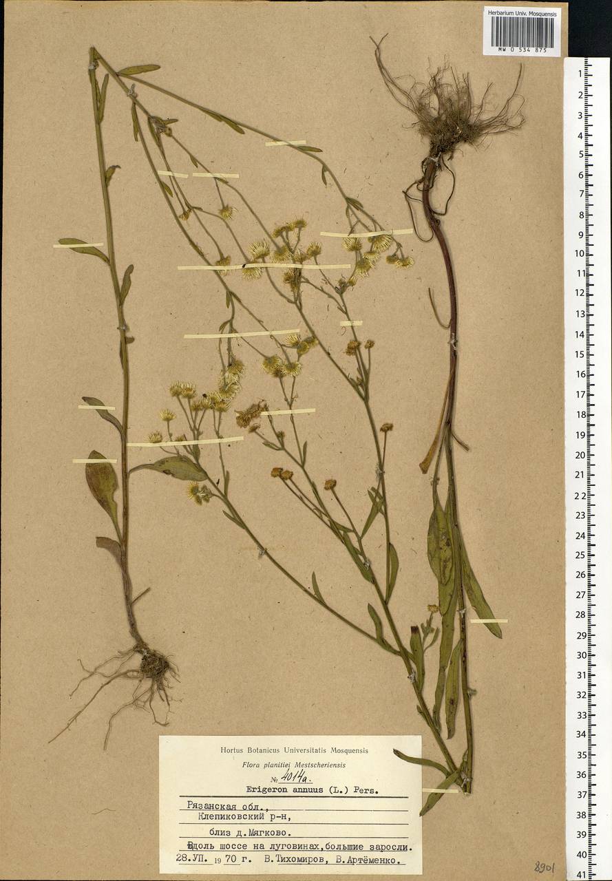 Erigeron annuus (L.) Pers., Eastern Europe, Central region (E4) (Russia)