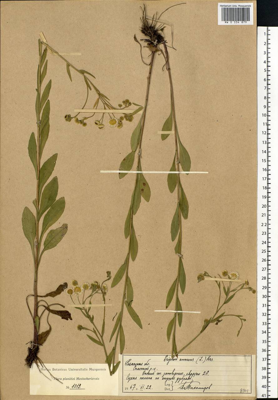 Erigeron annuus (L.) Pers., Eastern Europe, Central region (E4) (Russia)