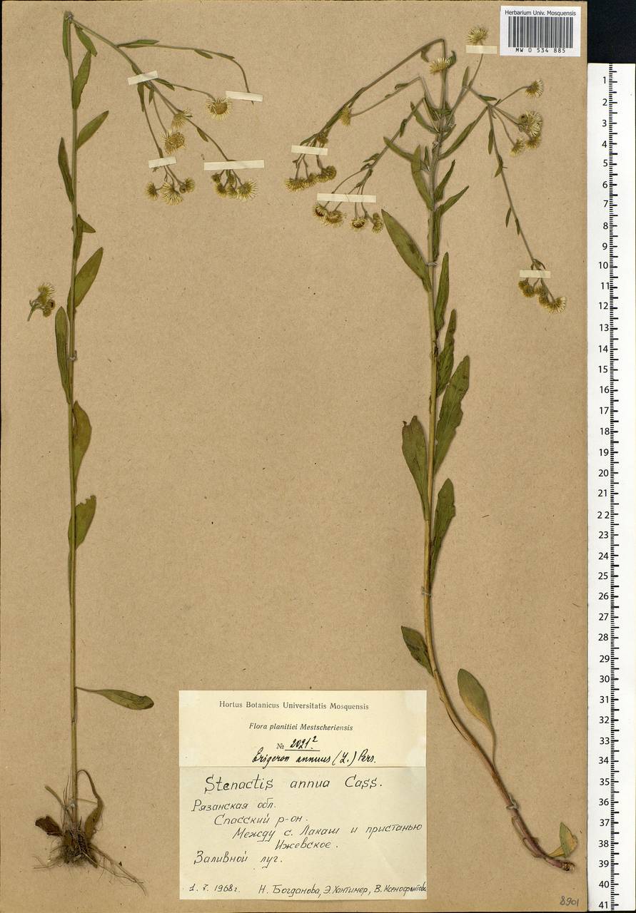 Erigeron annuus (L.) Pers., Eastern Europe, Central region (E4) (Russia)