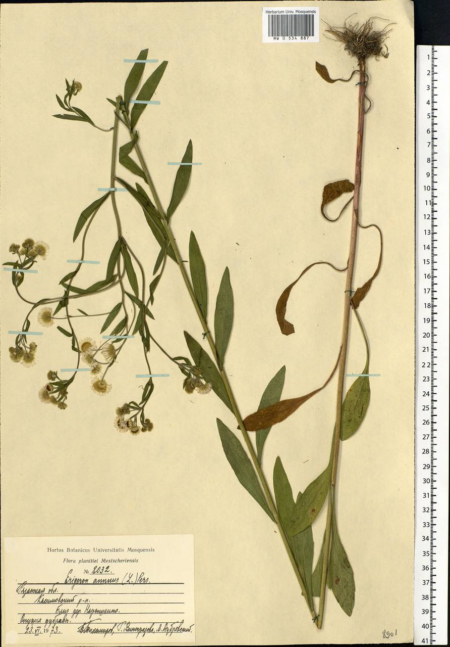 Erigeron annuus (L.) Pers., Eastern Europe, Central region (E4) (Russia)