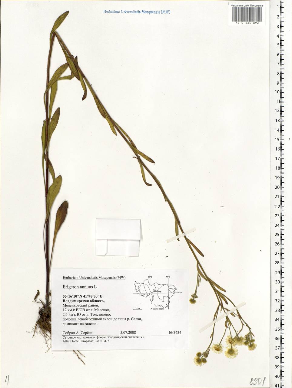 Erigeron annuus (L.) Pers., Eastern Europe, Central region (E4) (Russia)