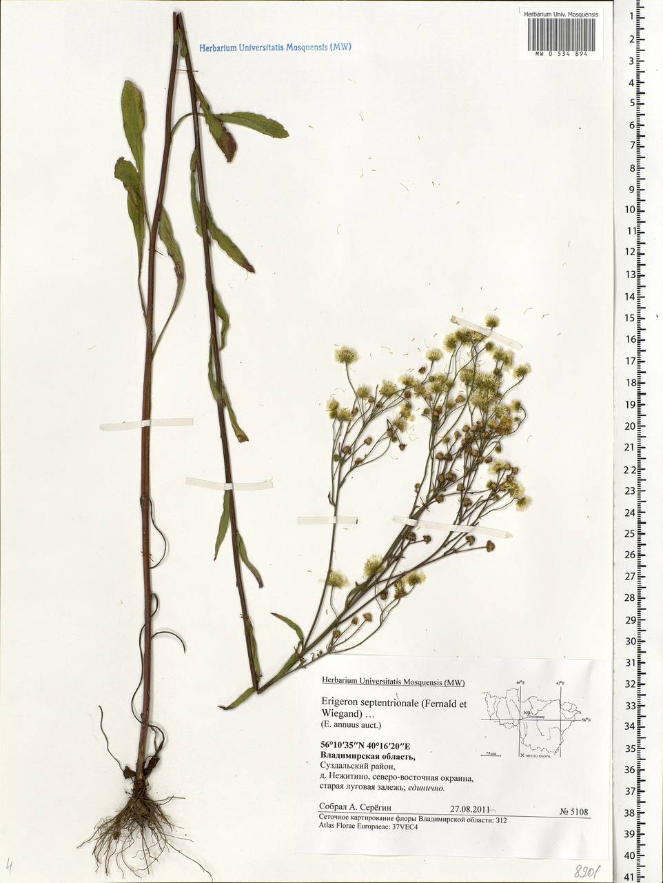 Erigeron annuus (L.) Pers., Eastern Europe, Central region (E4) (Russia)