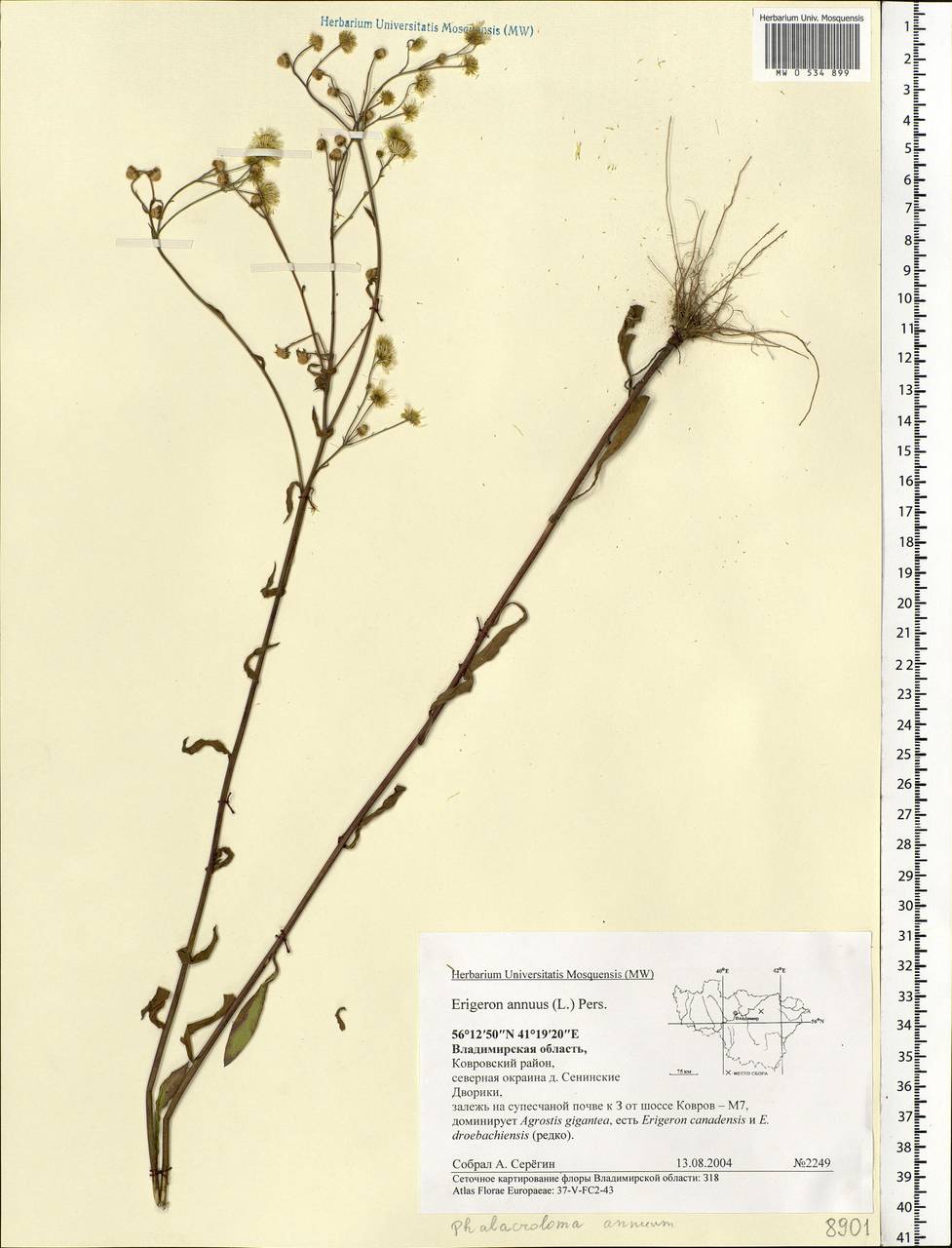 Erigeron annuus (L.) Pers., Eastern Europe, Central region (E4) (Russia)