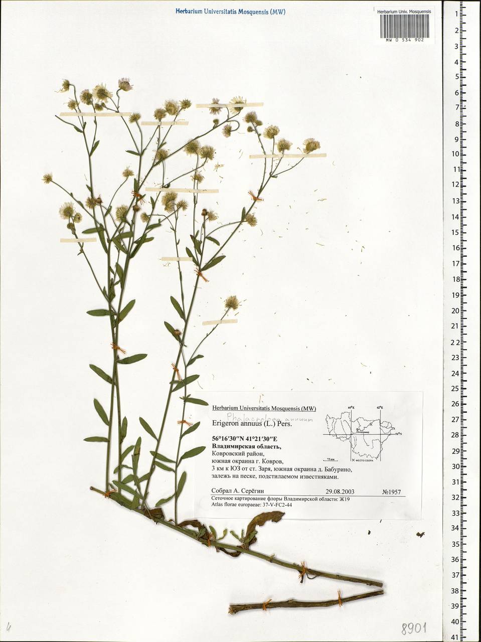 Erigeron annuus (L.) Pers., Eastern Europe, Central region (E4) (Russia)
