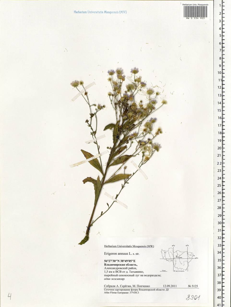 Erigeron annuus (L.) Pers., Eastern Europe, Central region (E4) (Russia)
