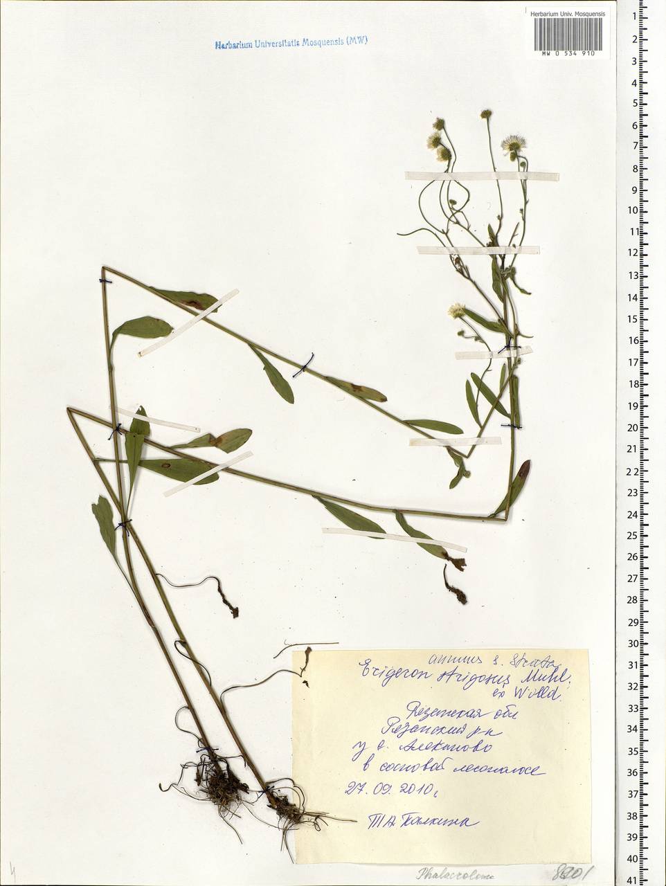Erigeron annuus (L.) Pers., Eastern Europe, Central region (E4) (Russia)