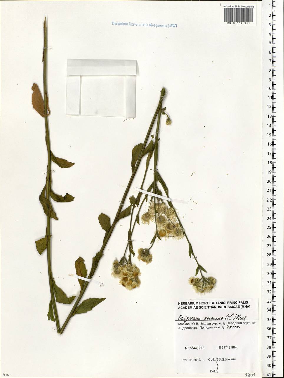 Erigeron annuus (L.) Pers., Eastern Europe, Moscow region (E4a) (Russia)